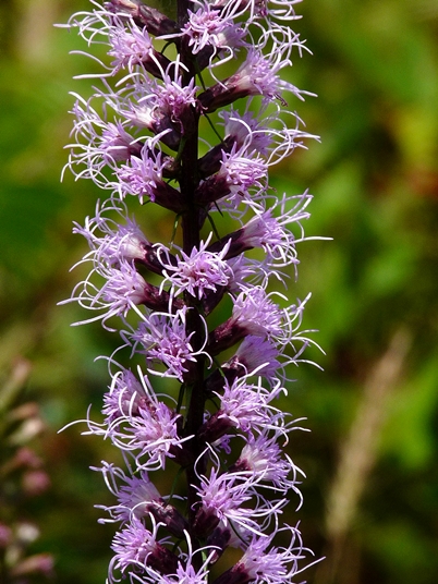 {Liatris spicata}